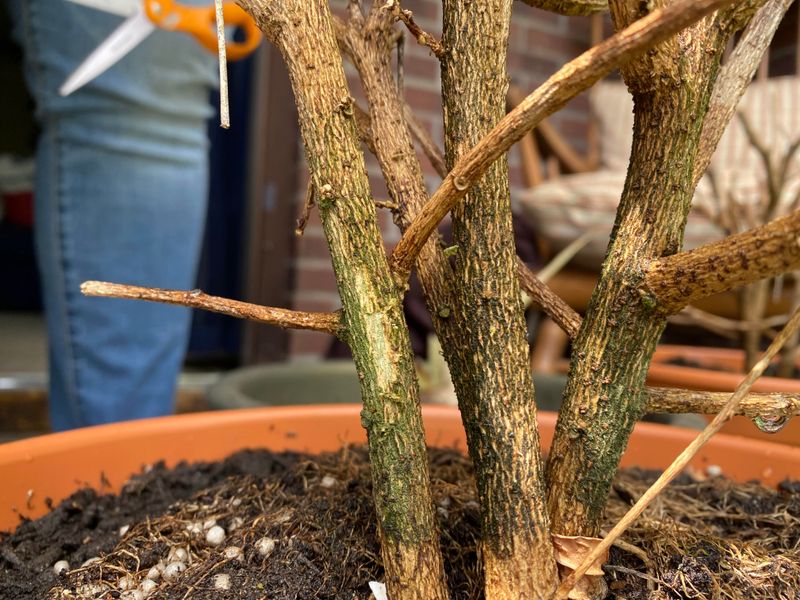 Cooler Weather Will Naturally Slow The Plant Down Cooler Weather Will Naturally Slow The Plant Down