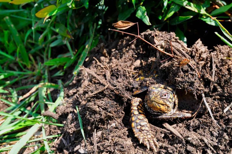 Cooling Temperatures Prompt A Slow Retreat Underground Cooling Temperatures Prompt A Slow Retreat Underground