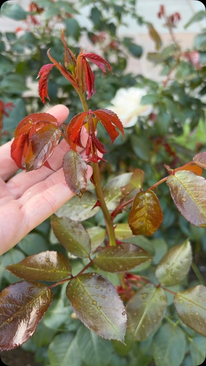 Cooling Temperatures Restart Active Growth Cooling Temperatures Restart Active Growth