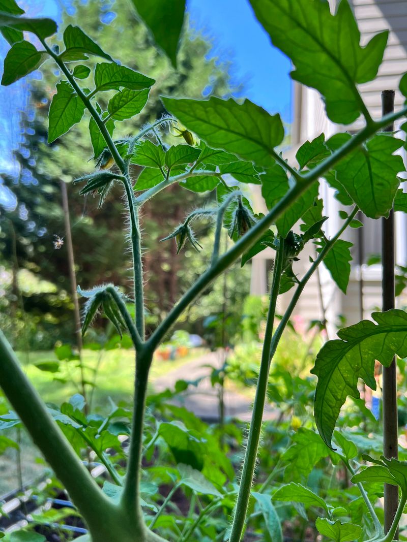 Cooling Temperatures Restart Fruit Set