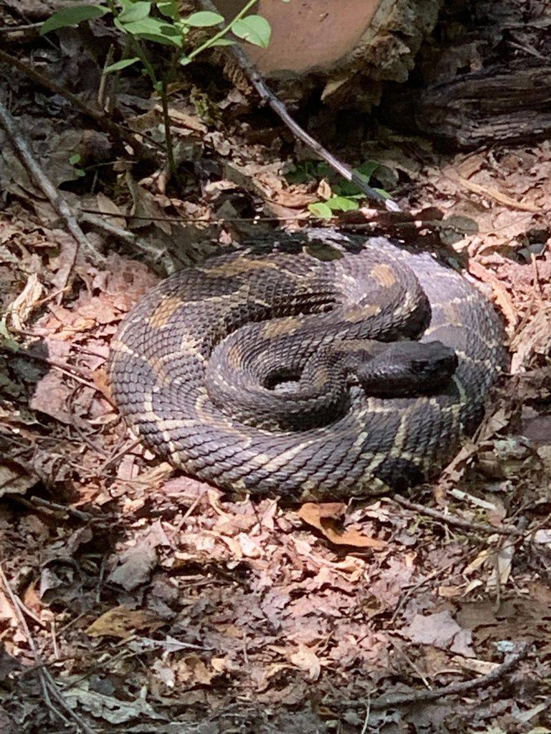 Cooling Temperatures Trigger Den Movement