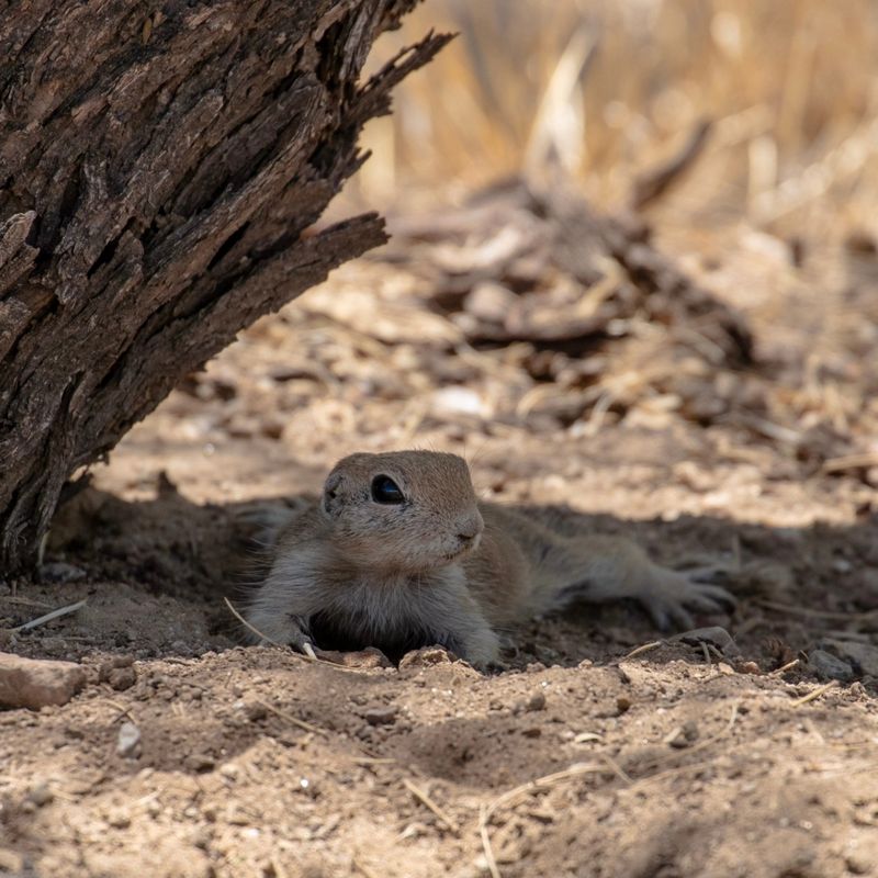 Cooling Their Bellies In Damp Soil Cooling Their Bellies In Damp Soil