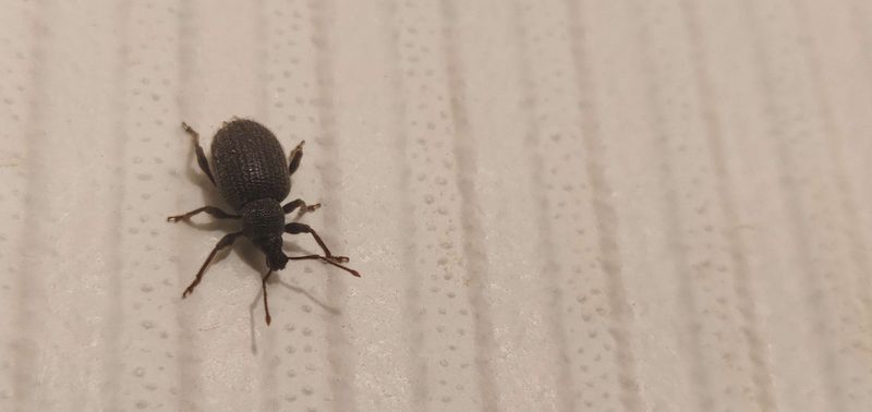 Cooling Weather Pushes Them Indoors