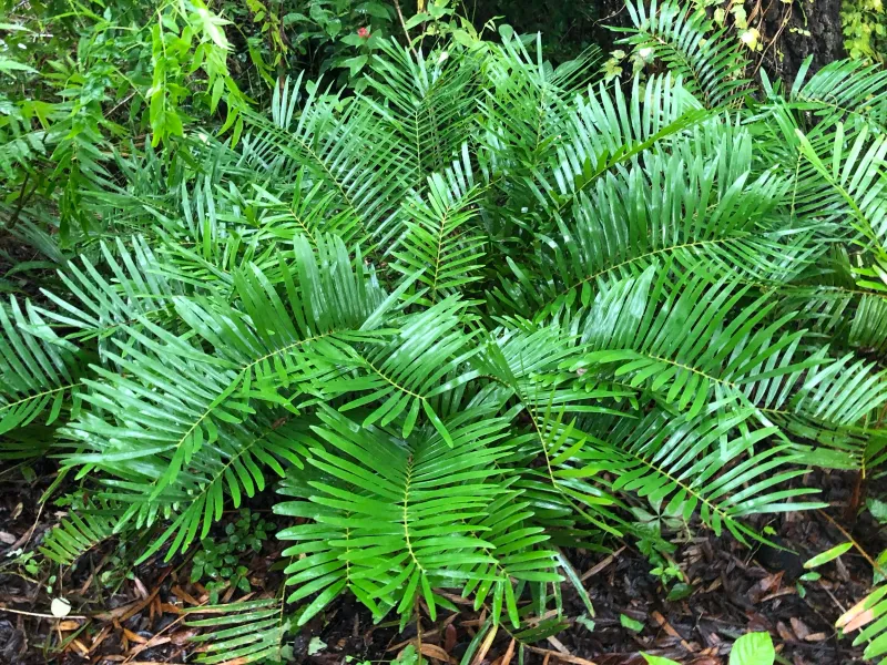 Coontie Creates A Tough Native Focal Point Coontie Creates A Tough Native Focal Point