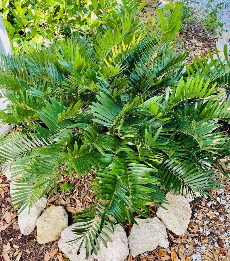 Coontie Works Where Nothing Else Does