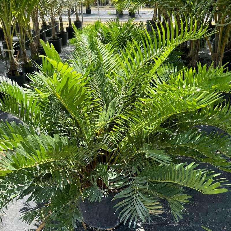 Coontie (Zamia Floridana)