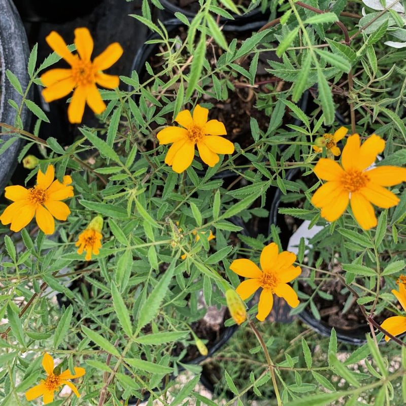 Copper Canyon Daisy Fills The Air With Golden Scent Copper Canyon Daisy Fills The Air With Golden Scent