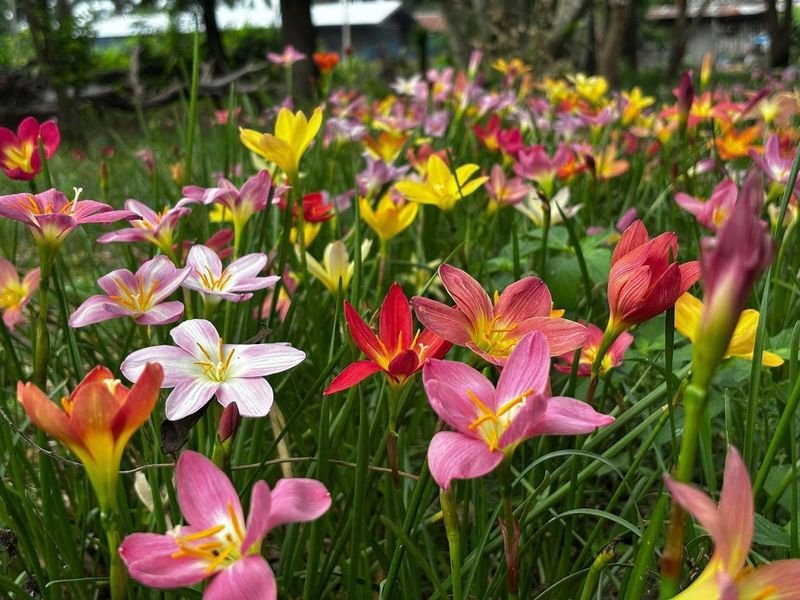 Copper Zephyr Lily (Zephyranthes longifolia) Copper Zephyr Lily (Zephyranthes longifolia)