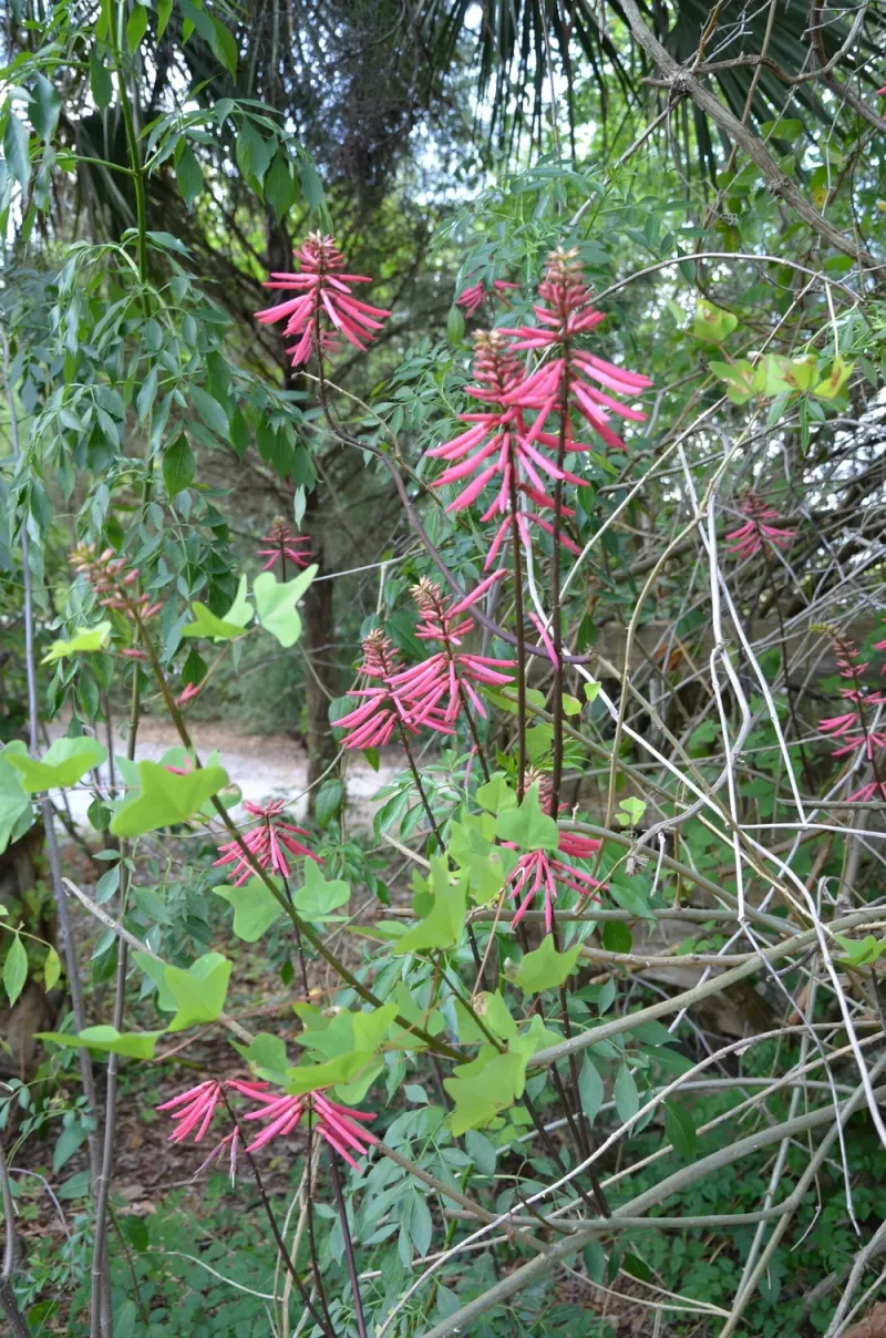 Coral Bean Keeps Blooming For Hummingbirds