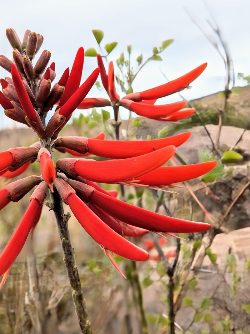 Coral Bean Still Feeds Hummingbirds