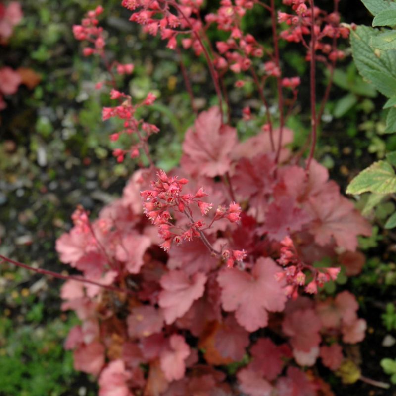 Coral Bells Add Color Without Waiting For Bloom