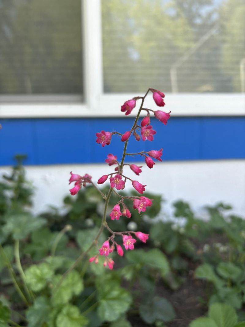 Coral Bells Handle Dry Shade Well Coral Bells Handle Dry Shade Well