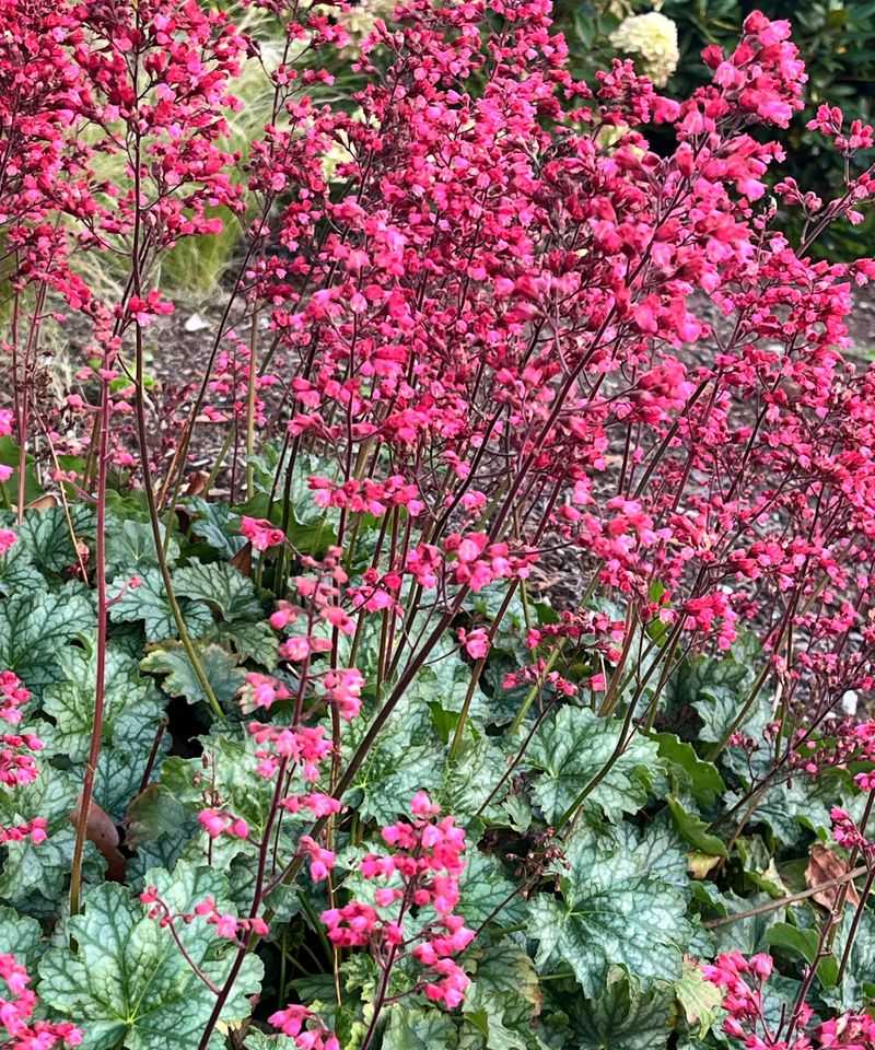 Coral Bells (Heuchera spp.)