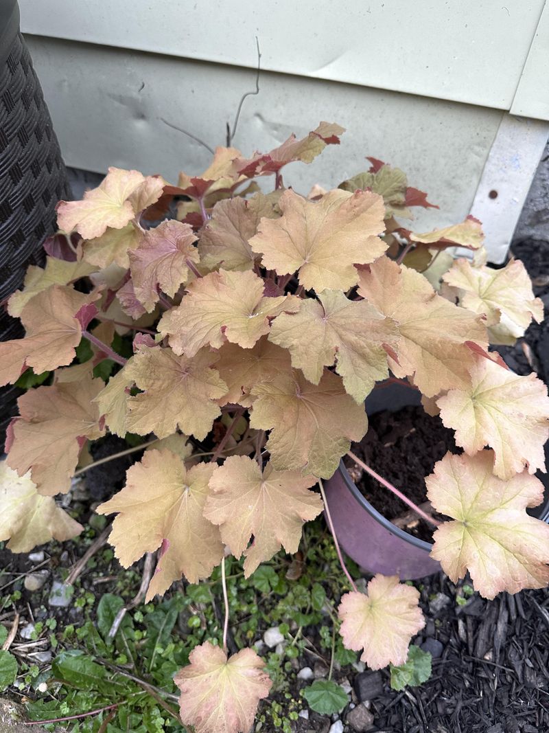 Coral Bells Hold Color Through Cooler Weeks Coral Bells Hold Color Through Cooler Weeks