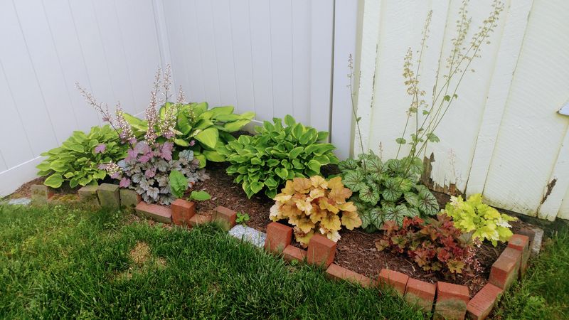 Coral Bells Stay Strong When Garden Beds Become Less Crowded