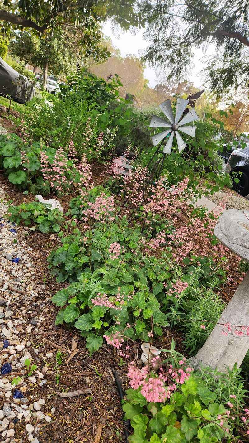 Coral Bells Tolerate A Wide Range Of Zones