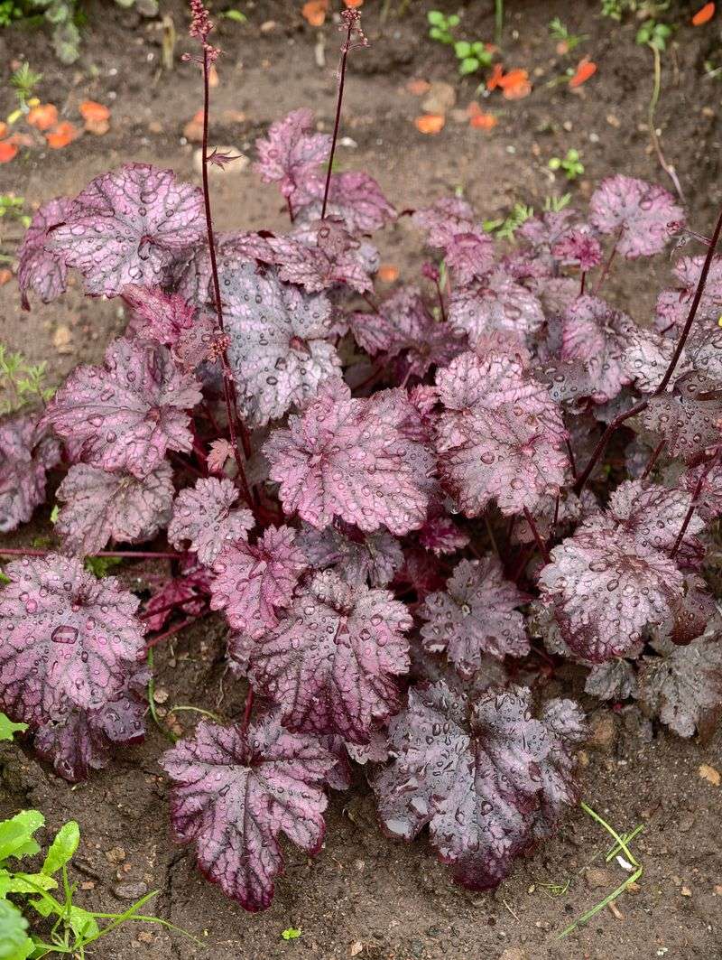 Coral Bells With Japanese Forest Grass Coral Bells With Japanese Forest Grass