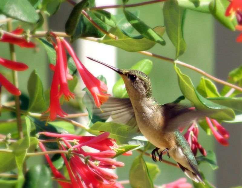 Coral Honeysuckle Adds More Insects To The Menu