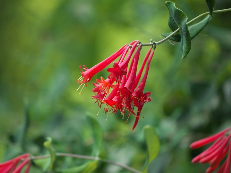 Coral Honeysuckle Brings Vertical Color And Pollinator Activity Coral Honeysuckle Brings Vertical Color And Pollinator Activity