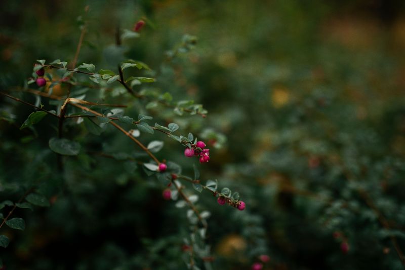 Coralberry For Pink And Purple Clusters Coralberry For Pink And Purple Clusters