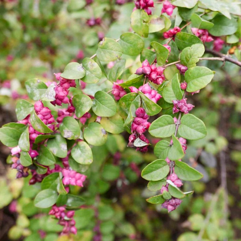 Coralberry Coralberry