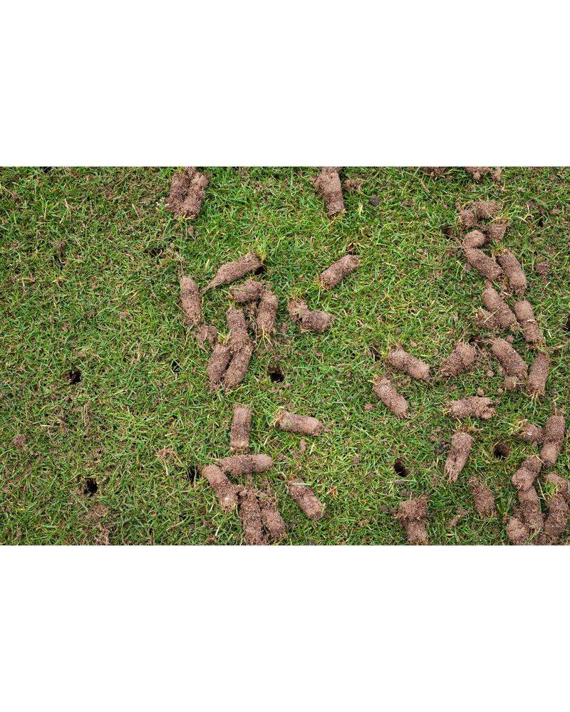 Core Aeration And Overseeding Belong Together Core Aeration And Overseeding Belong Together