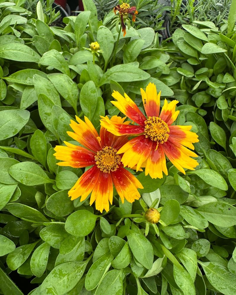 Coreopsis Coreopsis