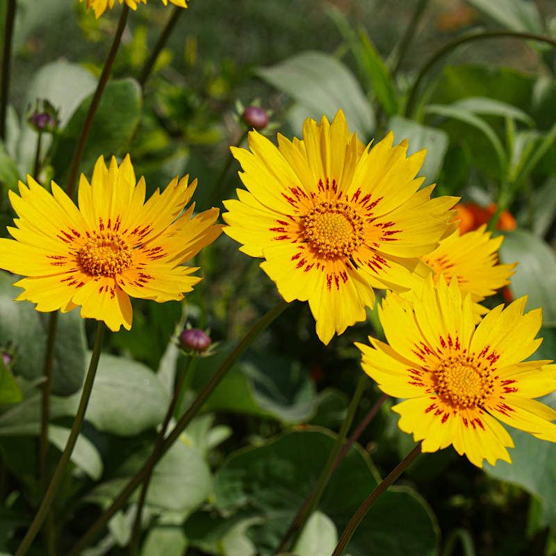 Coreopsis Does Not Always Need To Be Cut Back In Fall Coreopsis Does Not Always Need To Be Cut Back In Fall