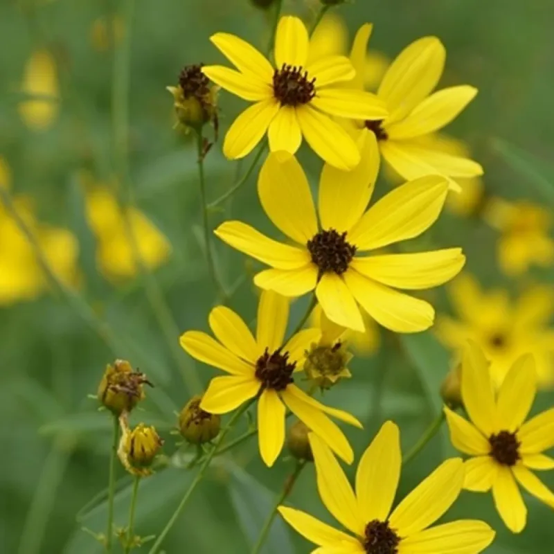 Coreopsis (Tickseed) (Coreopsis spp.)
