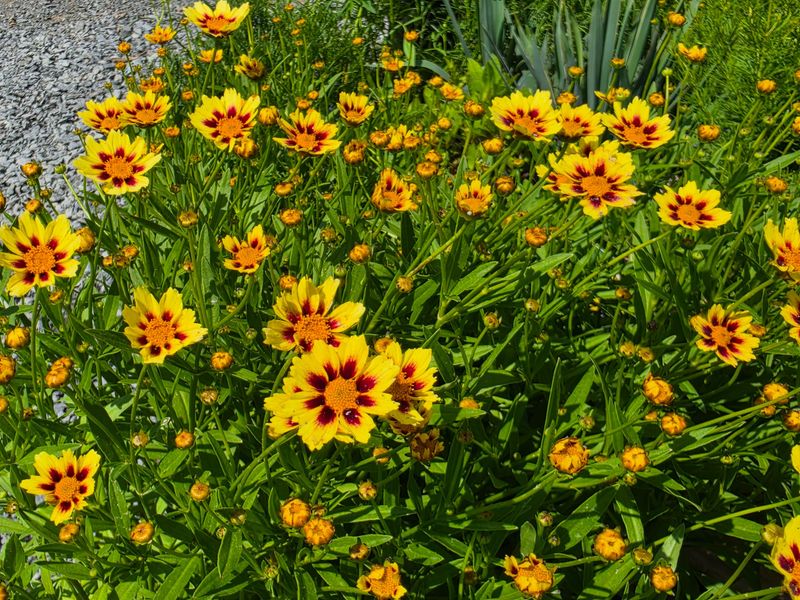 Coreopsis (Tickseed)