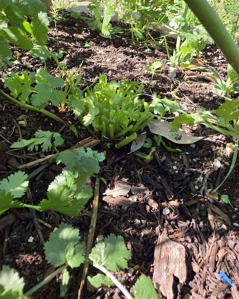 Coriander And Cilantro Coriander And Cilantro