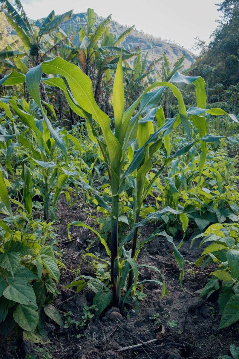 Corn And Its Towering Shade Corn And Its Towering Shade