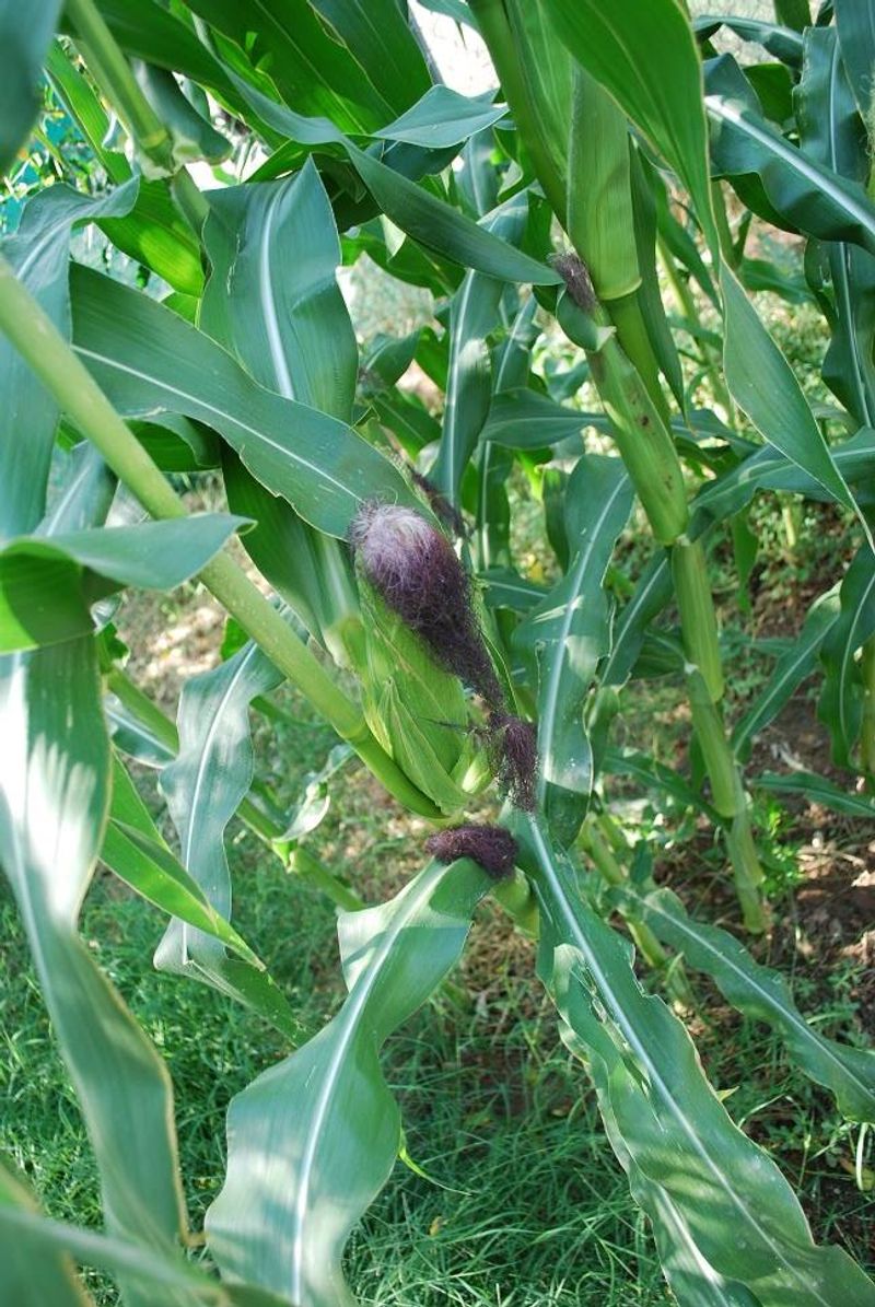 Corn (Flour, Ornamental, Popcorn, Sweet)