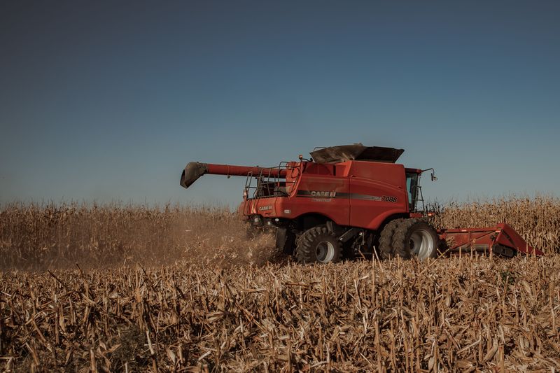 Corn Harvest Clears Fields And Redirects Deer Traffic Corn Harvest Clears Fields And Redirects Deer Traffic