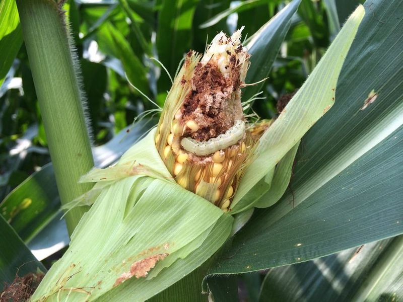 Corn Invites A Hungry Worm Corn Invites A Hungry Worm