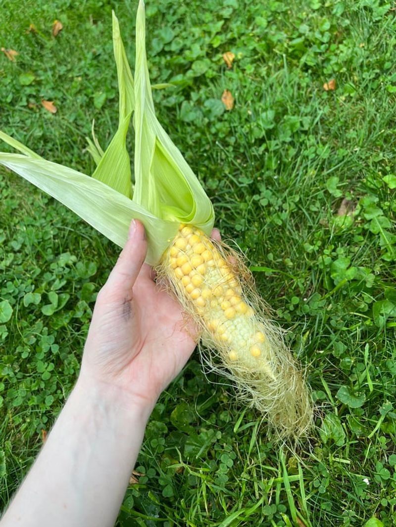 Corn Rarely Survives Without Protection