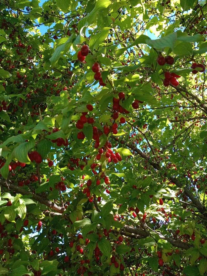 Cornelian Cherry For Tart Red Fruit And Early Blooms Cornelian Cherry For Tart Red Fruit And Early Blooms