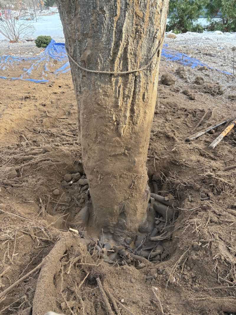 Correct An Overdeep Tree Before The Problem Gets Harder To Fix Correct An Overdeep Tree Before The Problem Gets Harder To Fix