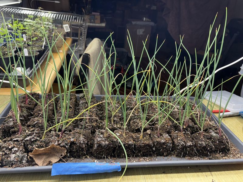 Correct Planting Depth For Healthy Bulbs