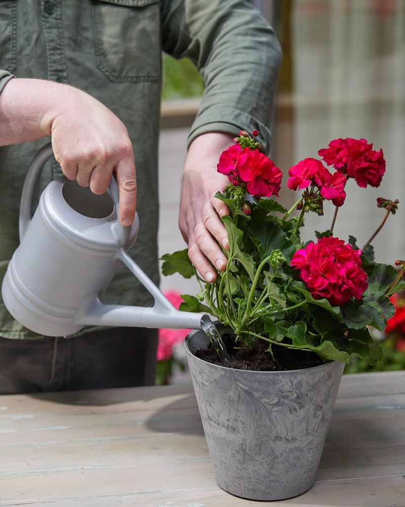 Correct The Growing Conditions First Correct The Growing Conditions First