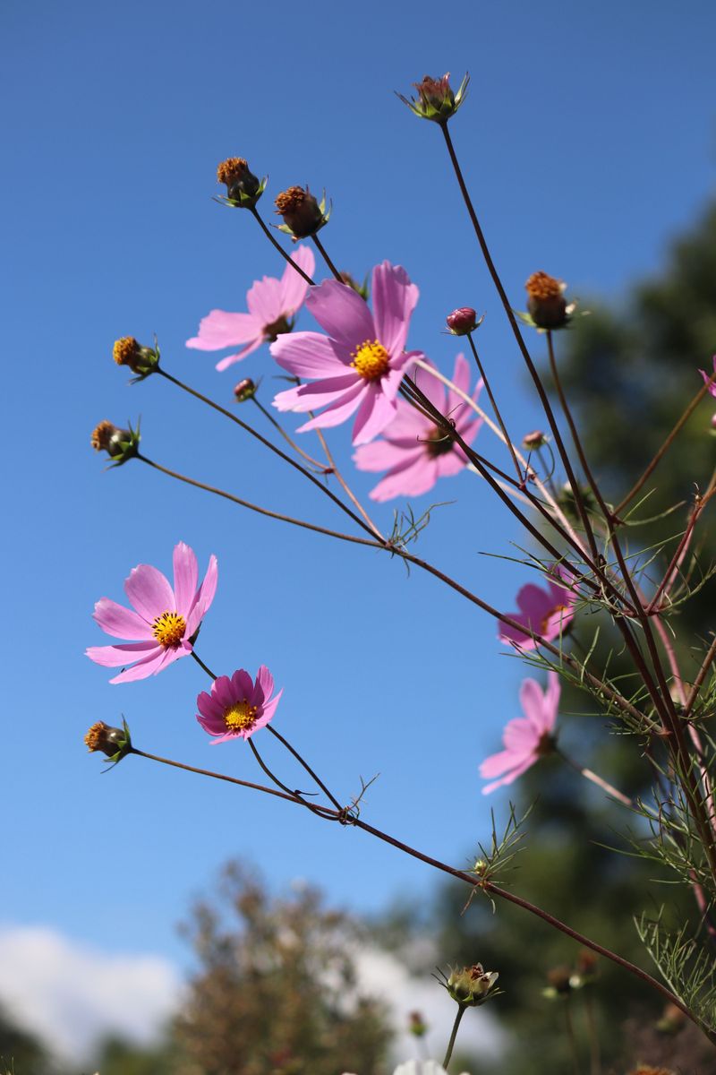 Cosmos For Airy Late-Season Charm Cosmos For Airy Late-Season Charm