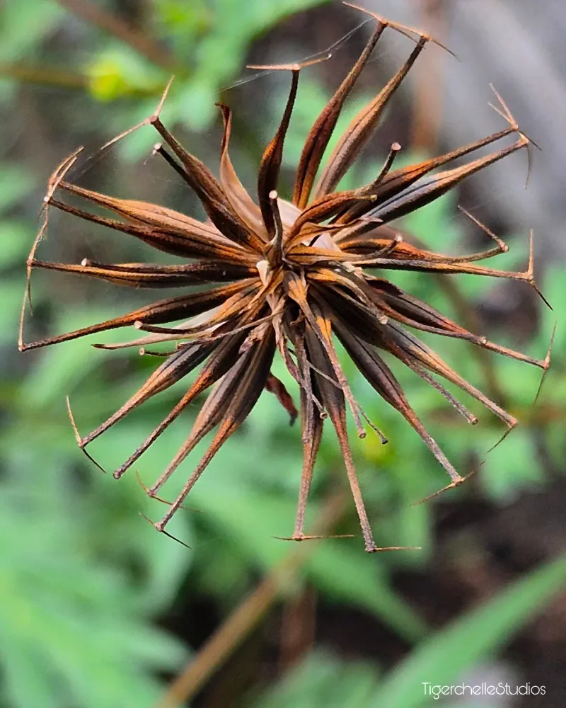 Cosmos Seeds Shaped Like Little Brown Needles