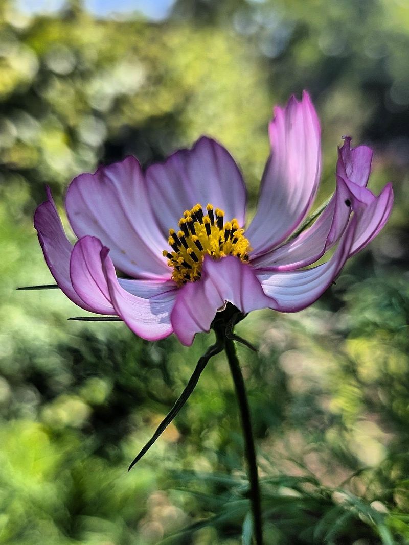 Cosmos Sway With Airy Blooms Above The Border Cosmos Sway With Airy Blooms Above The Border