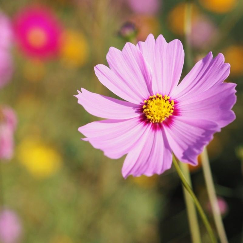 Cosmos Cosmos