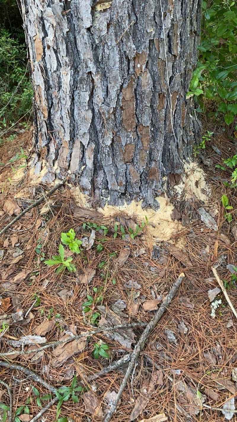 Costly Mistakes Homeowners Make With Frass