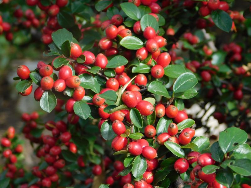 Cotoneaster For Tiny Red Jewels Cotoneaster For Tiny Red Jewels