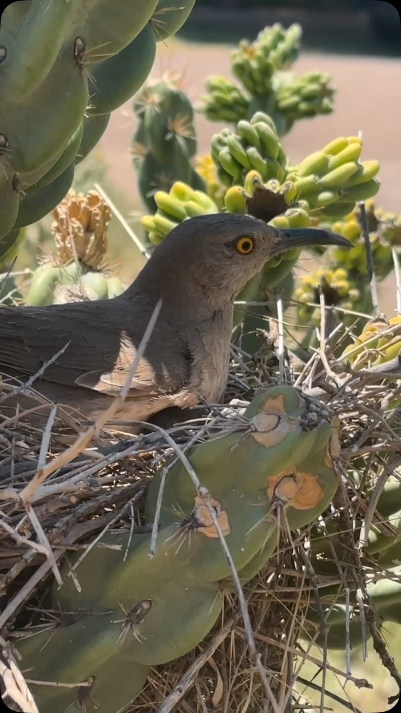 Could the Bird Be Nesting in Your Yard?