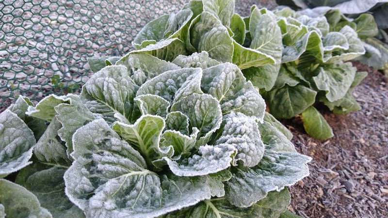 Count Backward From Your First Frost Date Count Backward From Your First Frost Date