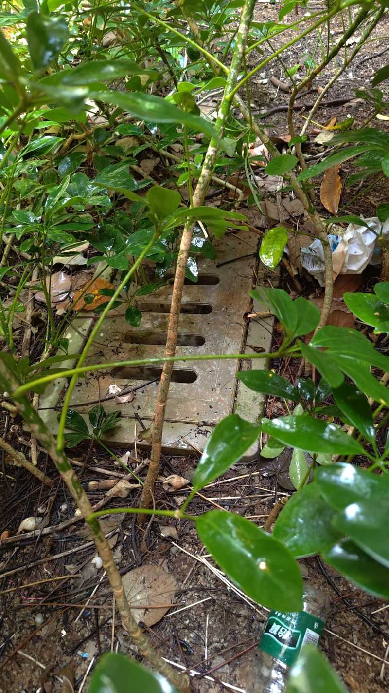 Count Irrigation As A Refill Along With Florida Rainfall