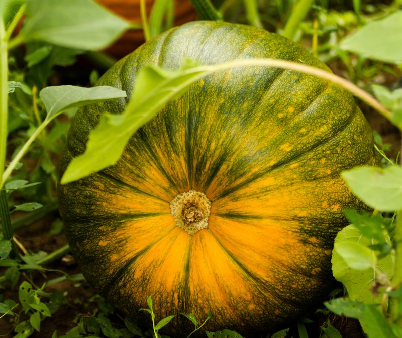 Counting Days To Maturity For Georgia Planting Counting Days To Maturity For Georgia Planting